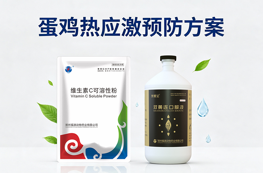 蛋鸡热应激预防海报设计.jpg